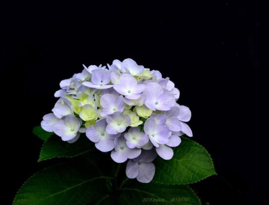 绣球花怎么过冬,教你四点养殖技巧便安然过冬