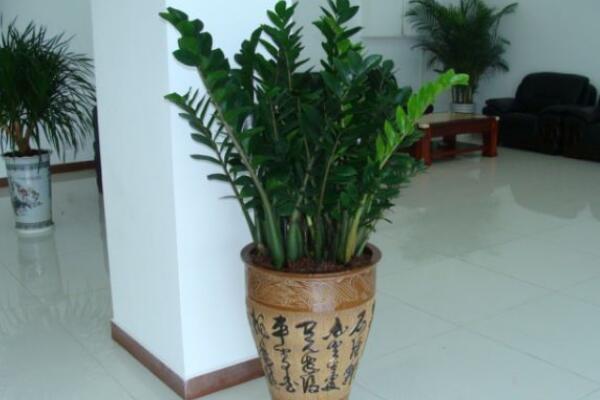 金钱树用什么花盆最好,要用排水性好的盆