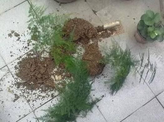 文竹怎么繁殖,播种和分株两种繁殖方法