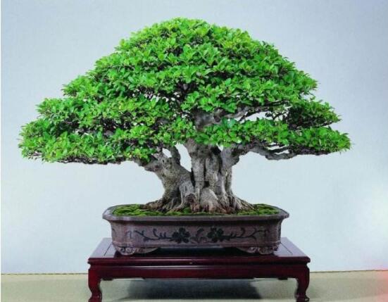 榕树盆景为什么掉叶,四种原因以及解决办法