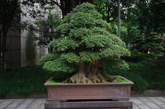 榕树盆景为什么掉叶,四种原因以及解决办法