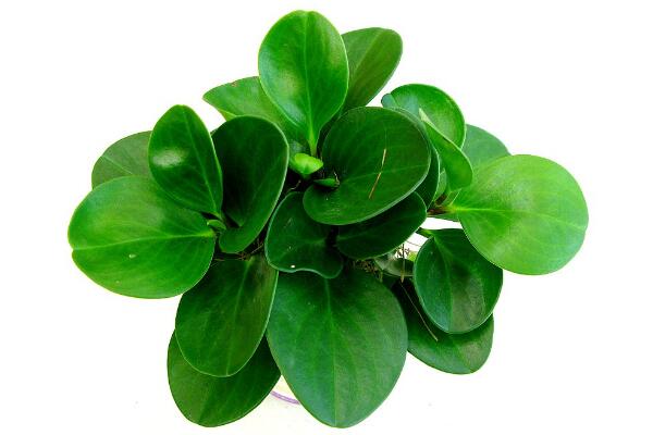 碧玉花植物如何移栽,简单三步教你扦插成活