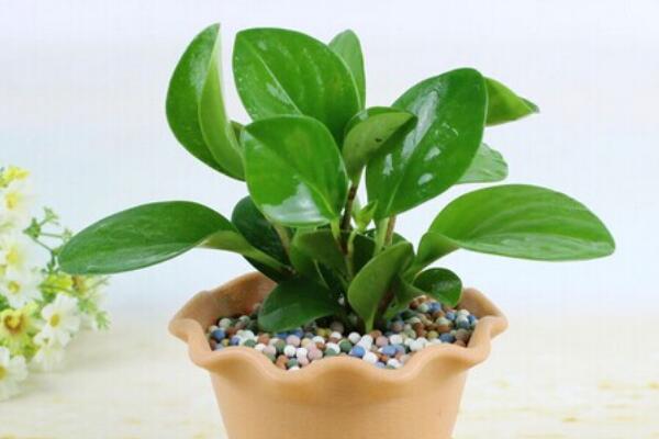 碧玉花植物如何移栽,简单三步教你扦插成活