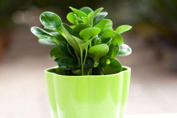 碧玉花植物如何移栽,简单三步教你扦插成活