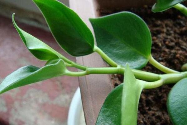 碧玉花植物如何移栽,简单三步教你扦插成活