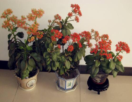 长寿花开花时怎么浇水,做好这四大要点花开茂盛