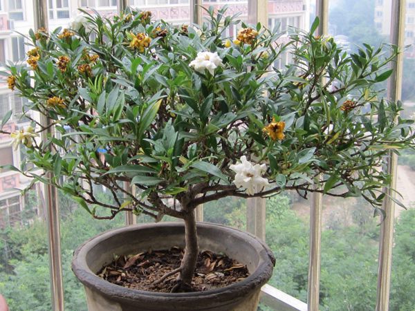 栀子花怎么浇水,季节不同浇水量也不同