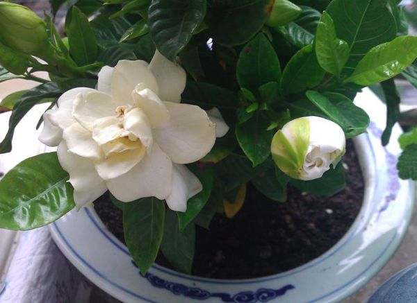 栀子花怎么浇水,季节不同浇水量也不同