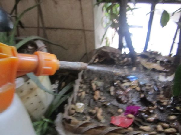 栀子花怎么浇水,季节不同浇水量也不同