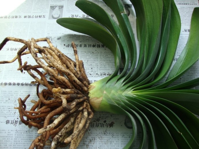 君子兰怎么换盆,一般1~2年换盆一次(春秋季节更换)