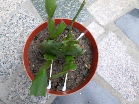 蟹爪兰什么时候换盆合适,在花朵凋谢之后换盆最佳
