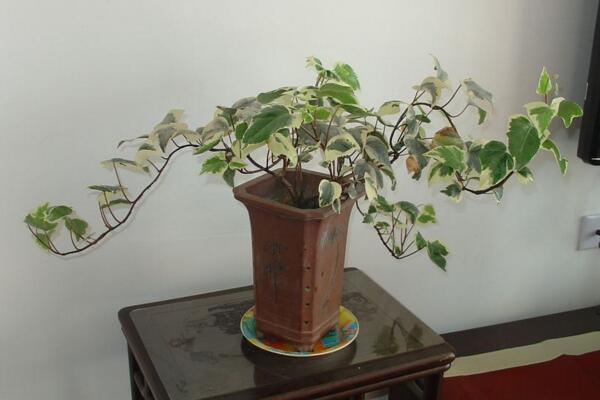 常春藤的摆放风水,5个方面的摆放风水