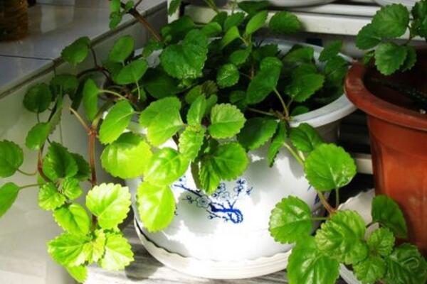 常春藤的摆放风水,5个方面的摆放风水