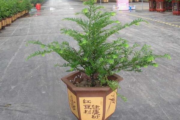 家里养红豆杉吉利吗,代表健康、长寿和不朽
