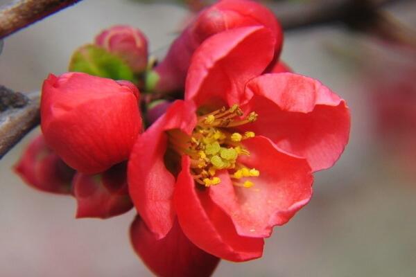 海棠花叶子枯萎怎么办,五种原因及解决方法