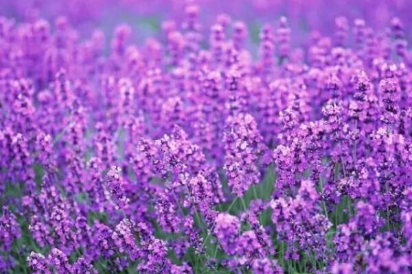薰衣草花语是什么意思,等待爱情