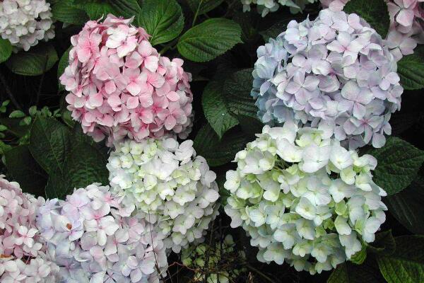 绣球花怎么水培生根,简单四步教你生根成活