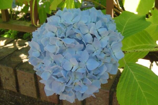 绣球花怎么水培生根,简单四步教你生根成活