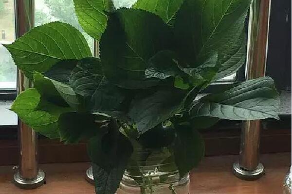绣球花怎么水培生根,简单四步教你生根成活