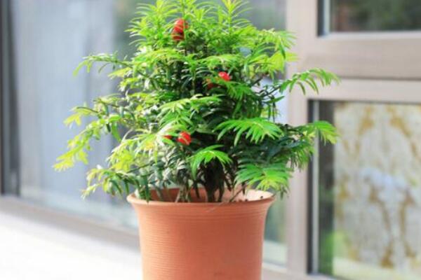 红豆杉盆景养殖方法,做好这五步是关键