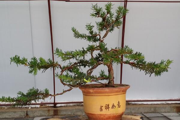 红豆杉盆景养殖方法,做好这五步是关键