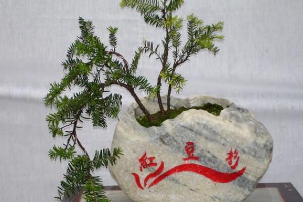 红豆杉盆景养殖方法,做好这五步是关键