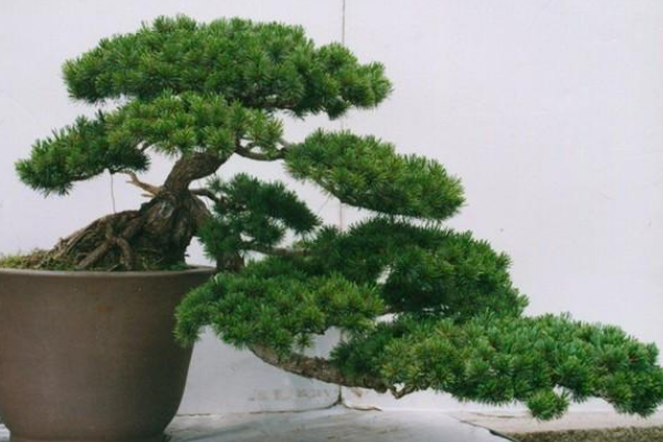 罗汉松盆景图片欣赏,习性、分布以及作用
