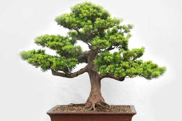 罗汉松盆景图片欣赏,习性、分布以及作用