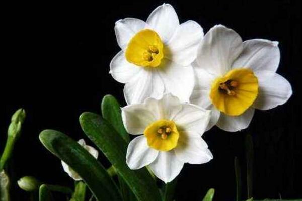水仙花怎么延长花期,掌握以下五个方法