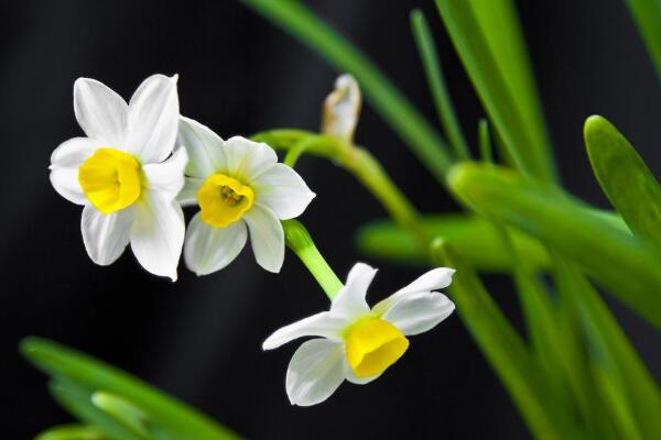 水仙花怎么延长花期,掌握以下五个方法