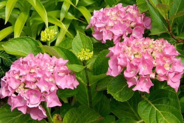 粉红色绣球花语,表示浪漫与美满