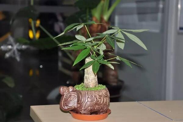 招财树和发财树哪个好,其实区别不大
