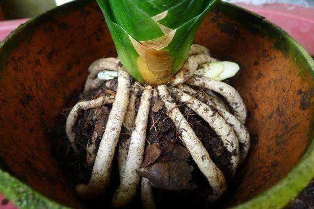 君子兰换土注意事项,小心操作不要把肉质根碰断影响植株生长