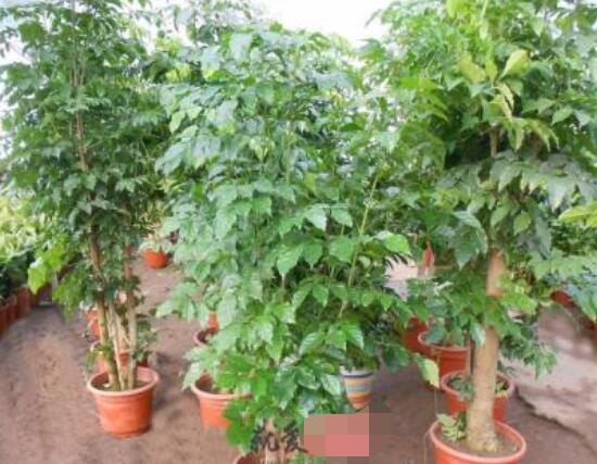 发财树和招财树的区别,教你三种区别方法(外观/来源地/寓意)