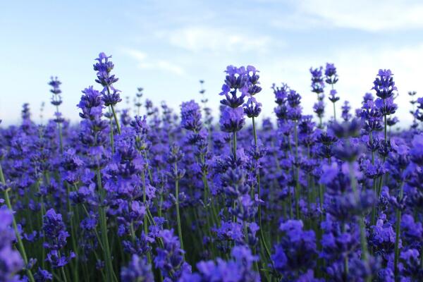 薰衣草花语图片,薰衣草代表真爱