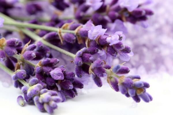 薰衣草花语图片,薰衣草代表真爱