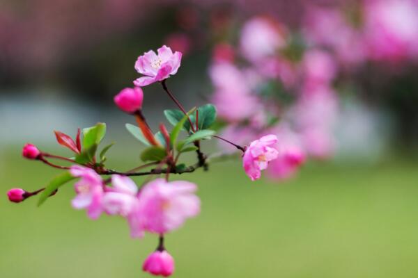 海棠花的花语是什么，海棠花代表的四种意思