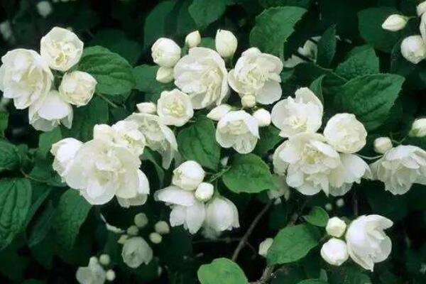茉莉花冬天叶子掉光了还能活吗,注意养护还能成活