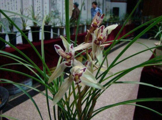 好看兰花图片及品种欣赏,观叶胜观花、高洁典雅