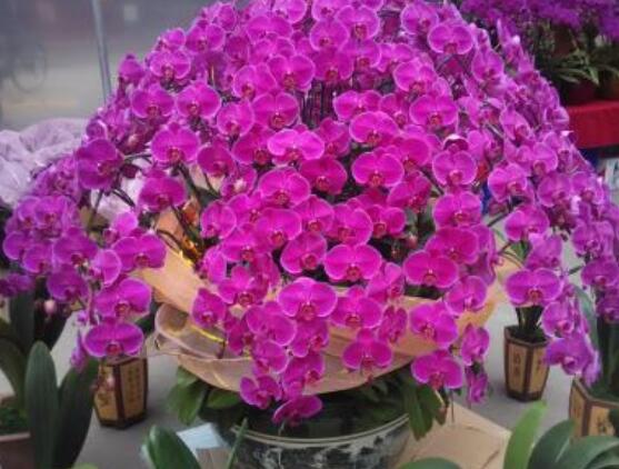 好看兰花图片及品种欣赏,观叶胜观花、高洁典雅