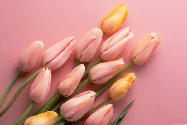 郁金香是哪个国家的国花,土耳其、荷兰以及匈
