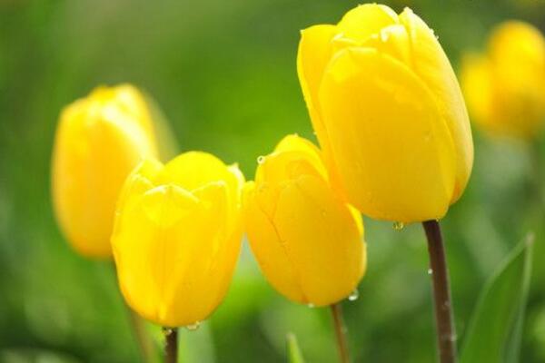 郁金香是哪个国家的国花,土耳其、荷兰以及匈