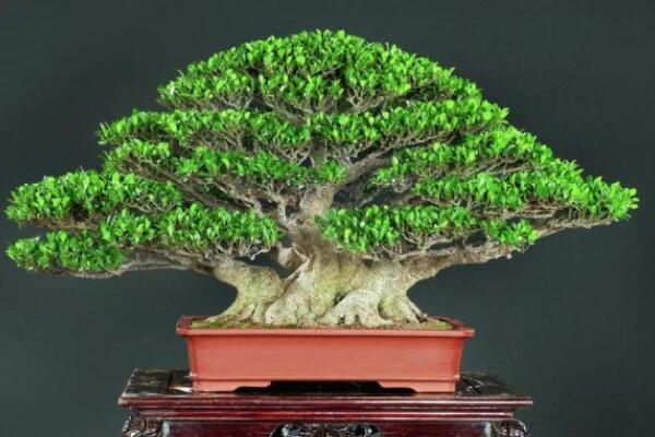 榕树盆景图片,独特艺术欣赏