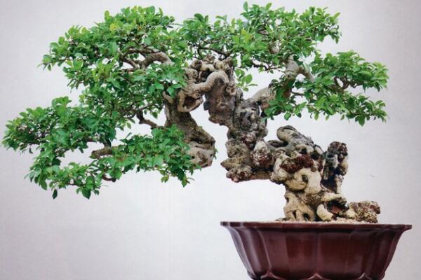 榕树盆景图片,独特艺术欣赏