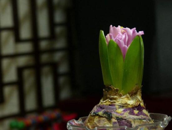 风信子好种吗,做好这五点就能生根发芽(存活率高)