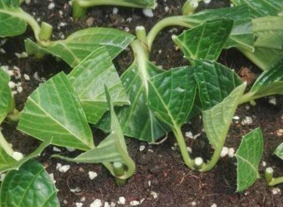 绣球花夏天可以扦插吗,抑制生根、存活慢(不适宜)
