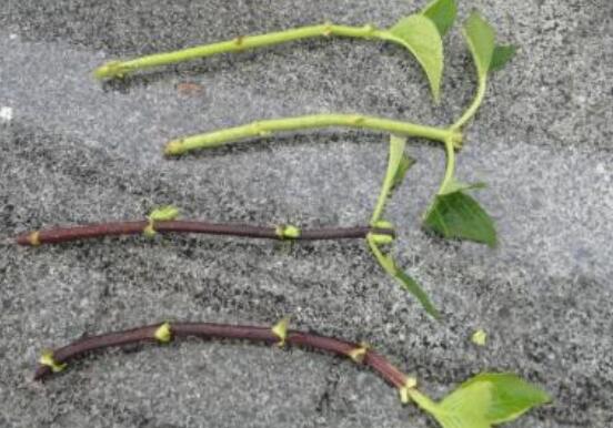 绣球花夏天可以扦插吗,抑制生根、存活慢(不适宜)