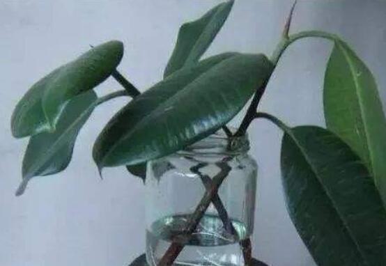 橡皮树剪下来怎么生根,做好五个步骤便可发芽长叶