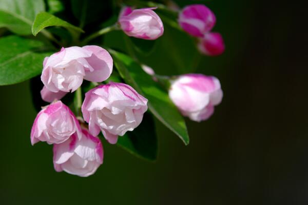 海棠花的品种图片大全，最具特色的6个品种