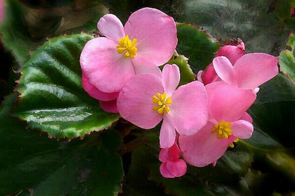 海棠花的品种图片大全，最具特色的6个品种